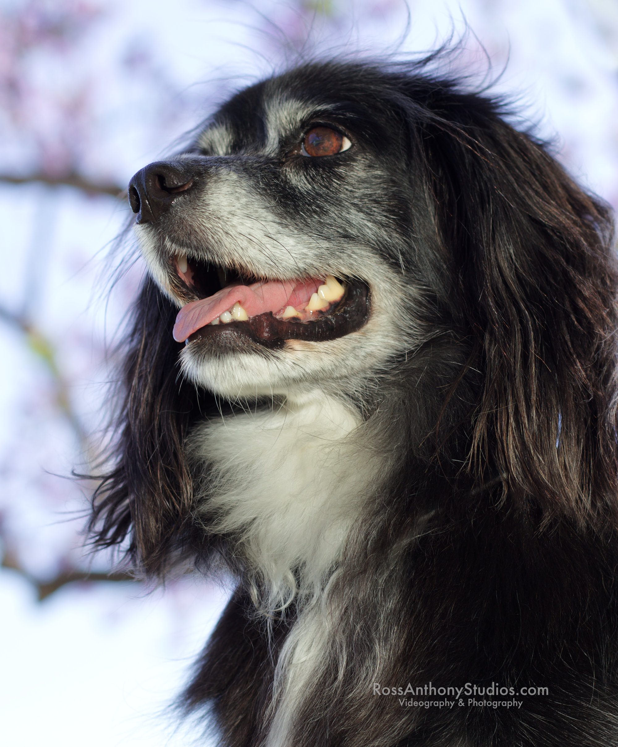 Pet Portrait  Photography