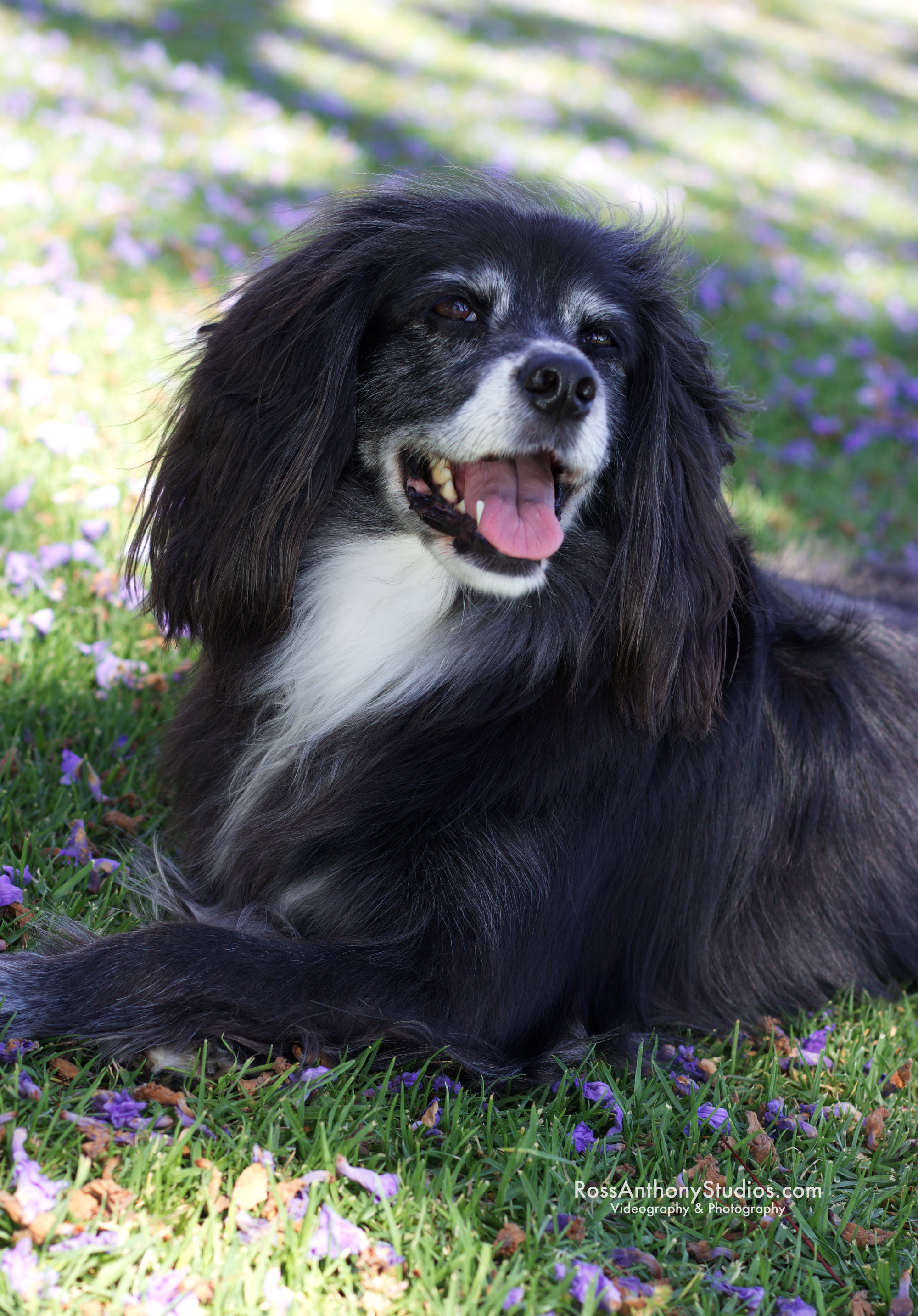 Pet Portrait  Photography