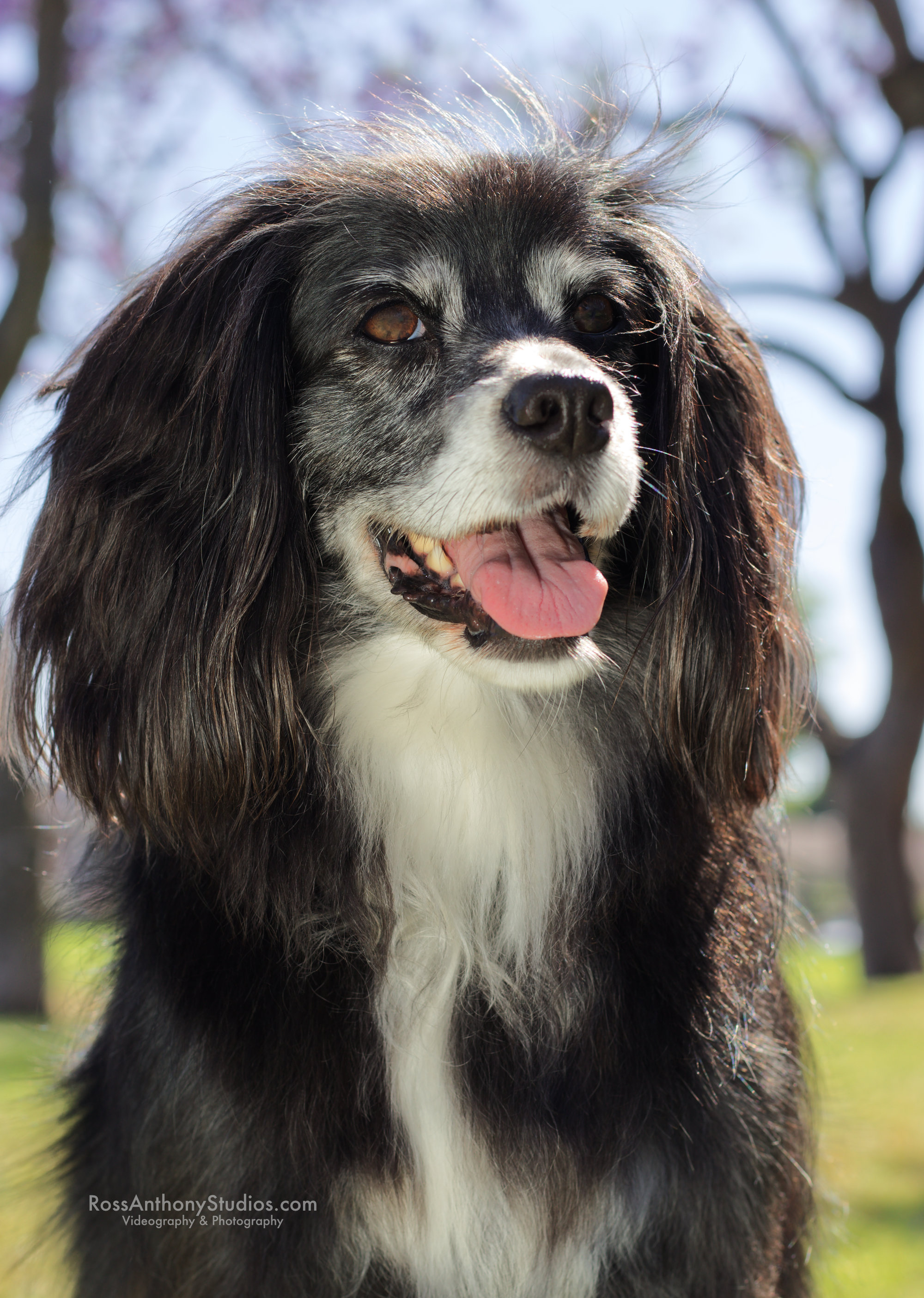 Pet Portrait  Photography