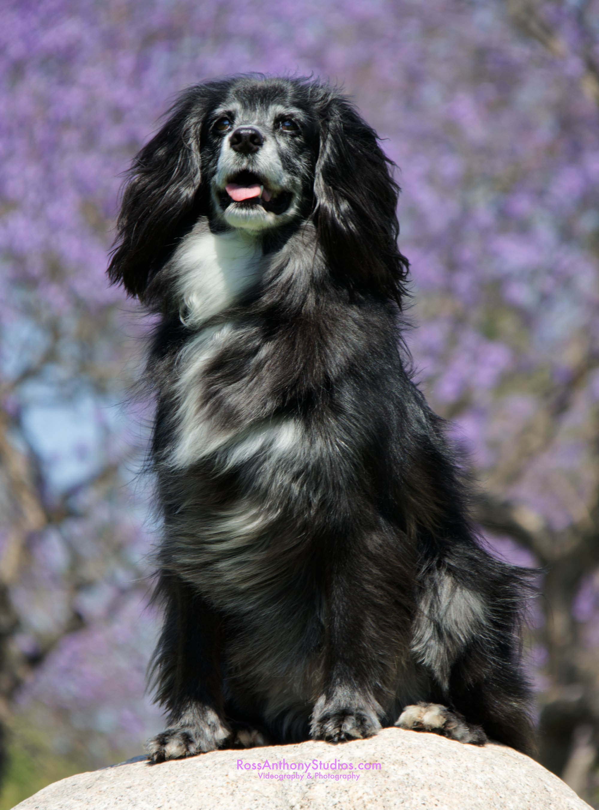 Pet Portrait  Photography