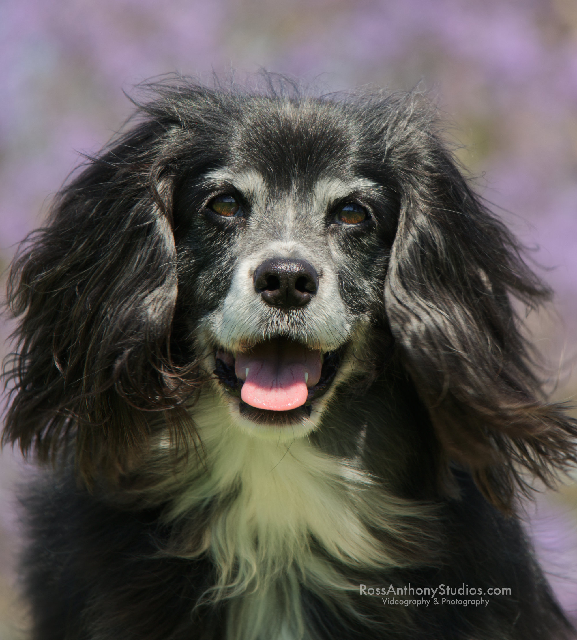 Pet Portrait  Photography